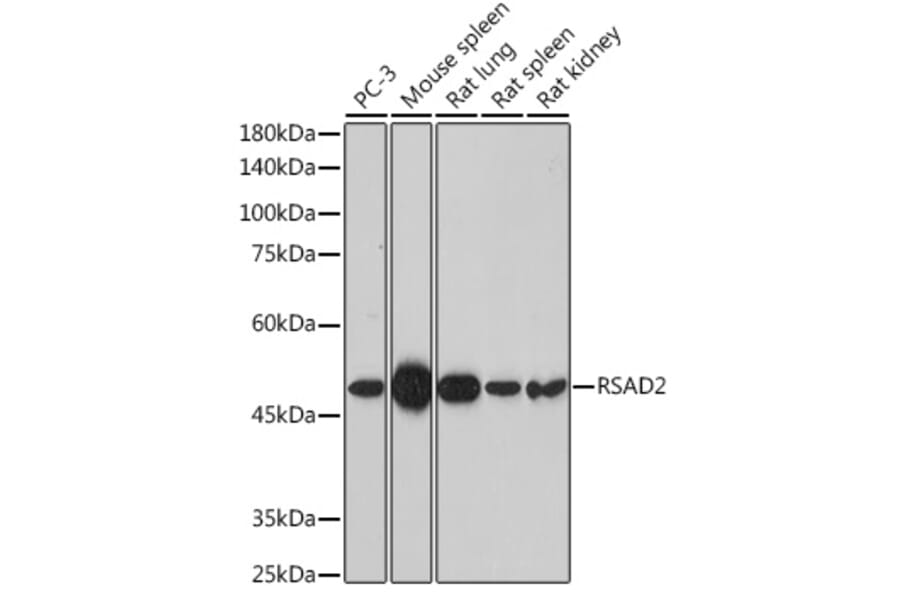Western Blot - Anti-Viperin Antibody (A10374) - Antibodies.com