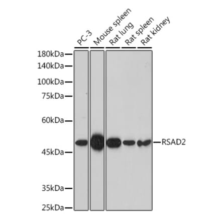 Western Blot - Anti-Viperin Antibody (A10374) - Antibodies.com