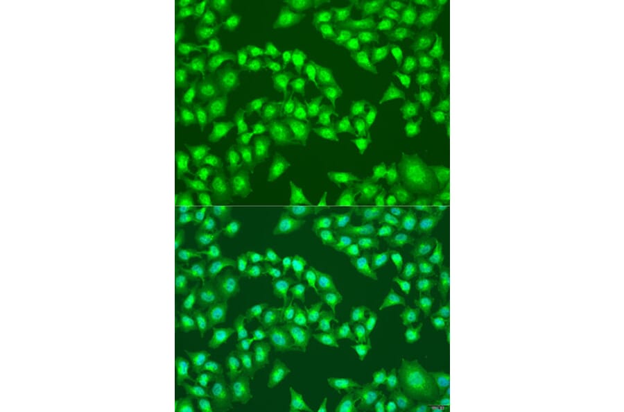 Immunofluorescence - Anti-Viperin Antibody (A10374) - Antibodies.com