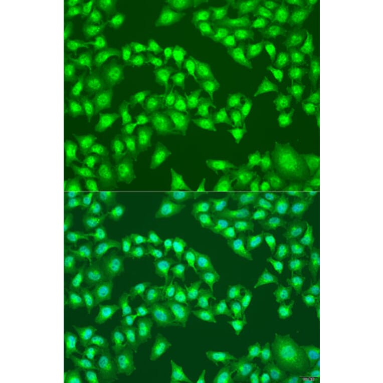 Immunofluorescence - Anti-Viperin Antibody (A10374) - Antibodies.com