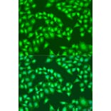 Immunofluorescence - Anti-Viperin Antibody (A10374) - Antibodies.com