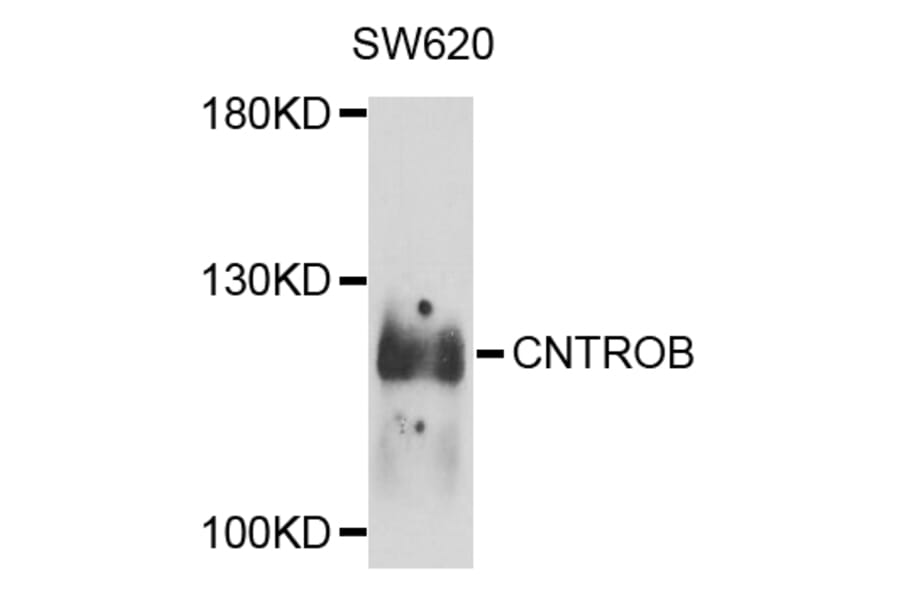 Western Blot - Anti-CNTROB Antibody (A8277) - Antibodies.com