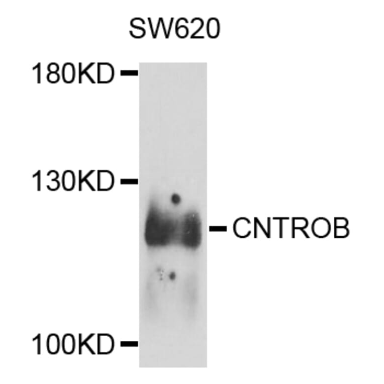 Western Blot - Anti-CNTROB Antibody (A8277) - Antibodies.com