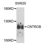 Western Blot - Anti-CNTROB Antibody (A8277) - Antibodies.com