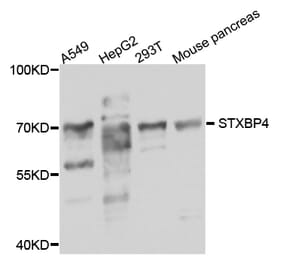 Western Blot - Anti-STXBP4 Antibody (A8287) - Antibodies.com