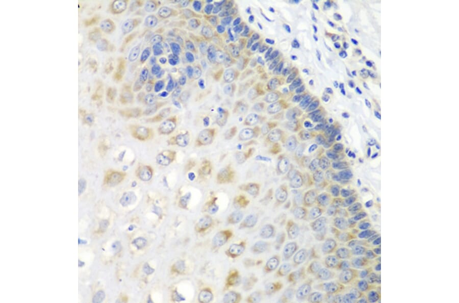 Immunohistochemistry - Anti-STXBP4 Antibody (A8287) - Antibodies.com