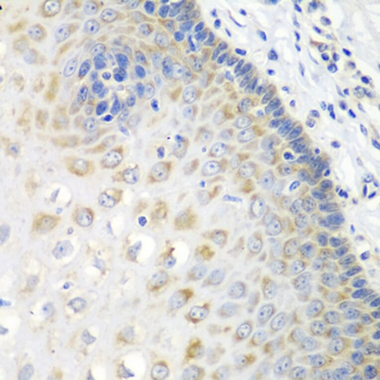 Immunohistochemistry - Anti-STXBP4 Antibody (A8287) - Antibodies.com