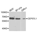 Western Blot - Anti-CEP57L1 Antibody (A8290) - Antibodies.com