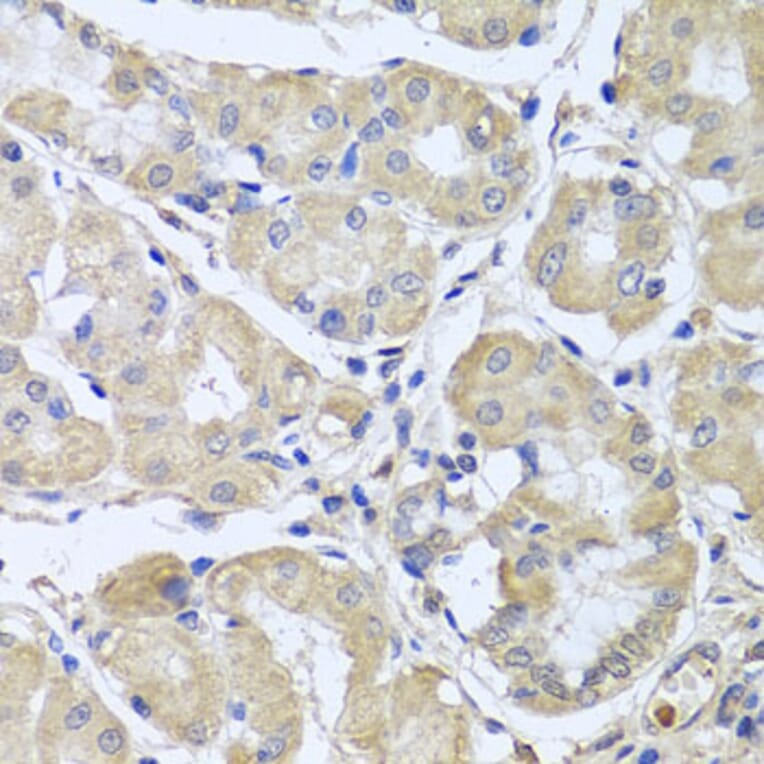 Immunohistochemistry - Anti-CEP57L1 Antibody (A8290) - Antibodies.com