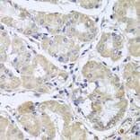 Immunohistochemistry - Anti-CEP57L1 Antibody (A8290) - Antibodies.com