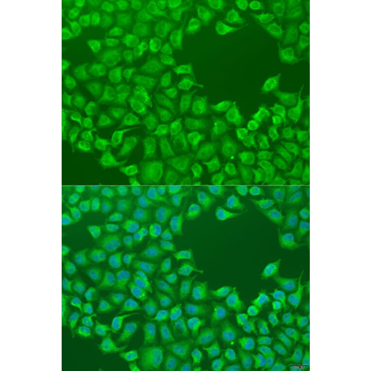 Immunofluorescence - Anti-CEP57L1 Antibody (A8290) - Antibodies.com