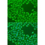 Immunofluorescence - Anti-CEP57L1 Antibody (A8290) - Antibodies.com