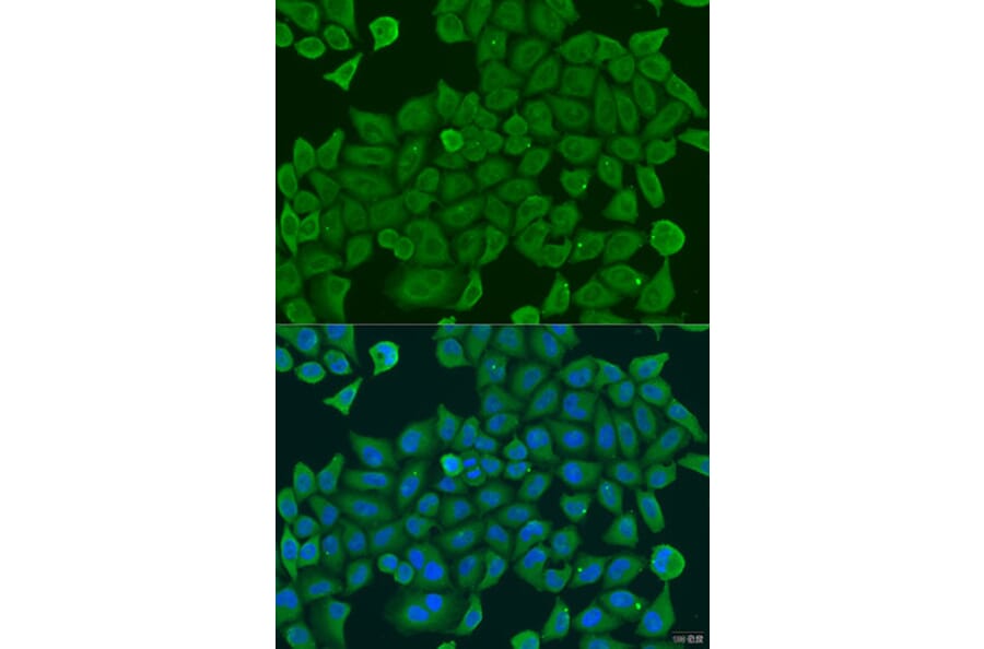 Immunofluorescence - Anti-SHC4/SHCD Antibody (A10388) - Antibodies.com