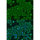 Immunofluorescence - Anti-SHC4/SHCD Antibody (A10388) - Antibodies.com