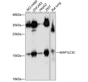 Western Blot - Anti-LC3C Antibody (A10389) - Antibodies.com