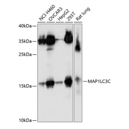 Western Blot - Anti-LC3C Antibody (A10389) - Antibodies.com