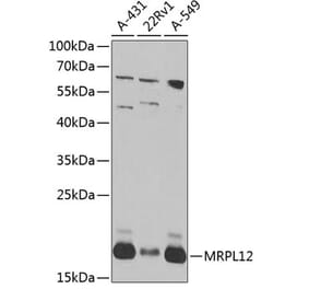 Western Blot - Anti-MRPL12 Antibody (A10393) - Antibodies.com