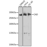 Western Blot - Anti-CAD/BM1 Antibody (A10396) - Antibodies.com