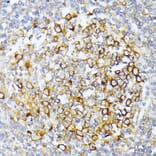 Immunohistochemistry - Anti-CAD/BM1 Antibody (A10396) - Antibodies.com