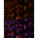 Immunofluorescence - Anti-CAD/BM1 Antibody (A10396) - Antibodies.com