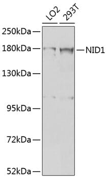 Western blot analysis of extracts of various cell lines, using Anti-NID1 Antibody (A8349) at 1:1,000 dilution.
Secondary antibody: Goat Anti-Rabbit IgG (H+L) (HRP) (AS014) at 1:10,000 dilution.
Lysates / proteins: 25µg per lane.
Blocking buffer: 3% non-fat dry milk in TBST.
Detection: ECL Basic Kit (RM00020).
Exposure time: 5s.