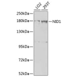 Western Blot - Anti-Entactin/NID Antibody (A10398) - Antibodies.com