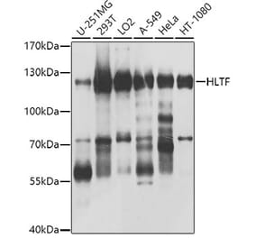Western Blot - Anti-HLTF Antibody (A10399) - Antibodies.com