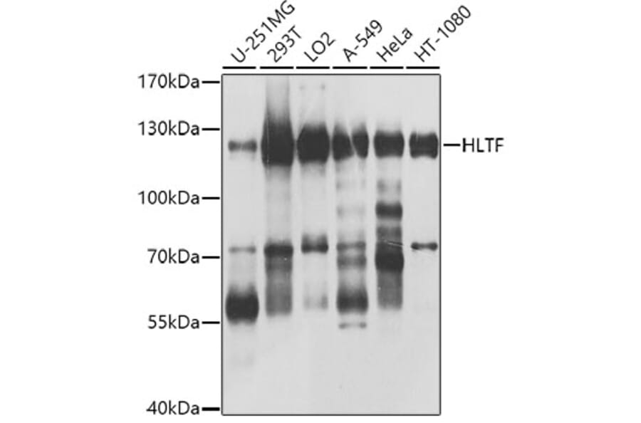 Western Blot - Anti-HLTF Antibody (A10399) - Antibodies.com
