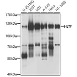 Western Blot - Anti-HLTF Antibody (A10399) - Antibodies.com