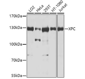 Western Blot - Anti-XPC Antibody (A10400) - Antibodies.com
