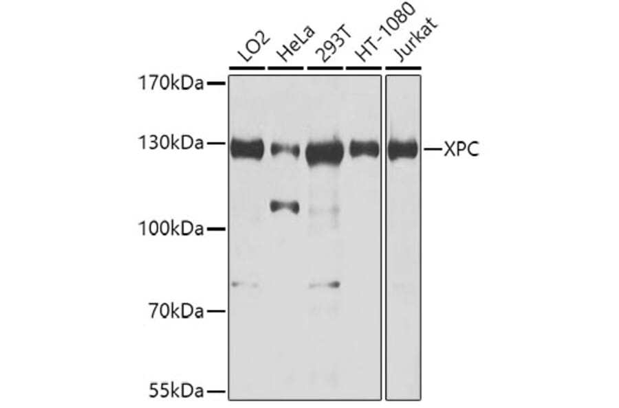 Western Blot - Anti-XPC Antibody (A10400) - Antibodies.com