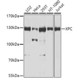 Western Blot - Anti-XPC Antibody (A10400) - Antibodies.com