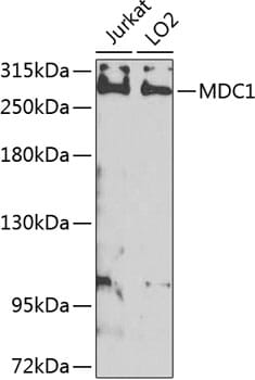 Western blot analysis of extracts of various cell lines, using Anti-MDC1 Antibody (A8358) at 1:1,000 dilution. Secondary antibody: Goat Anti-Rabbit IgG (H+L) (HRP) (AS014) at 1:10,000 dilution. Lysates / proteins: 25µg per lane. Blocking buffer: 3% non-fat dry milk in TBST. Detection: ECL Enhanced Kit (RM00021). Exposure time: 5s.