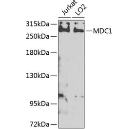 Western Blot - Anti-MDC1 Antibody (A10402) - Antibodies.com