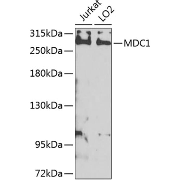 Western Blot - Anti-MDC1 Antibody (A10402) - Antibodies.com