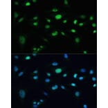 Immunofluorescence - Anti-MDC1 Antibody (A10402) - Antibodies.com