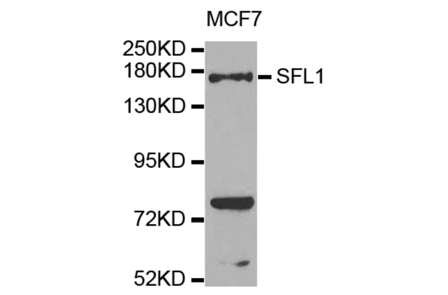 Western Blot - Anti-SFI1 Antibody (A8360) - Antibodies.com