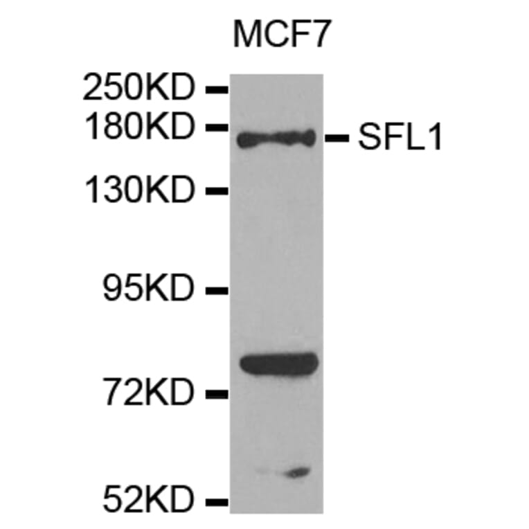 Western Blot - Anti-SFI1 Antibody (A8360) - Antibodies.com