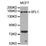 Western Blot - Anti-SFI1 Antibody (A8360) - Antibodies.com