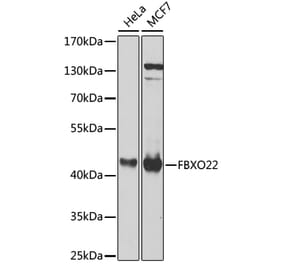 Western Blot - Anti-FBXO22 Antibody (A10406) - Antibodies.com
