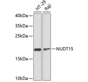 Western Blot - Anti-NUDT15 Antibody (A10407) - Antibodies.com