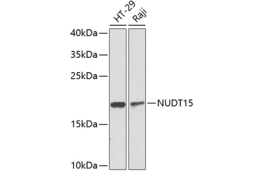 Western Blot - Anti-NUDT15 Antibody (A10407) - Antibodies.com