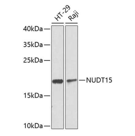 Western Blot - Anti-NUDT15 Antibody (A10407) - Antibodies.com