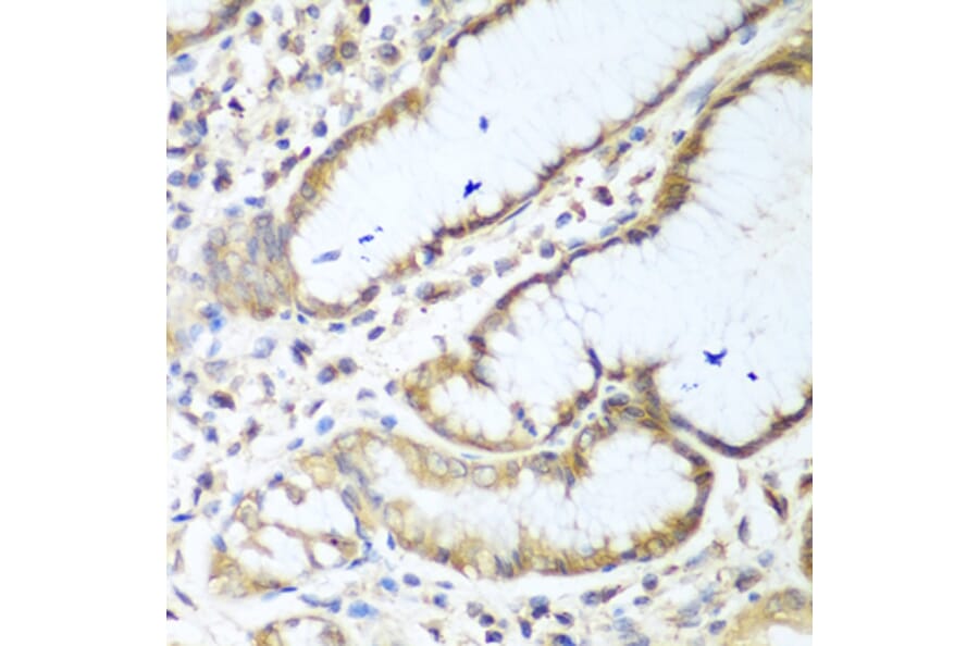 Immunohistochemistry - Anti-NUDT15 Antibody (A10407) - Antibodies.com