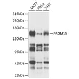 Western Blot - Anti-PRDM15 Antibody (A8371) - Antibodies.com