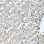 Immunohistochemistry - Anti-PEDS1 Antibody (A10411) - Antibodies.com