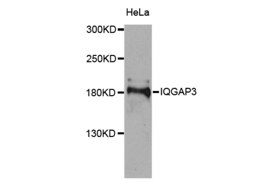 Western Blot - Anti-IQGAP3 Antibody (A8391) - Antibodies.com