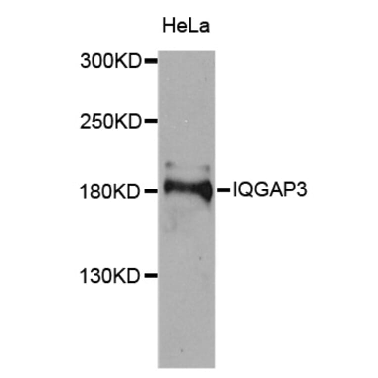 Western Blot - Anti-IQGAP3 Antibody (A8391) - Antibodies.com