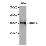 Western Blot - Anti-IQGAP3 Antibody (A8391) - Antibodies.com