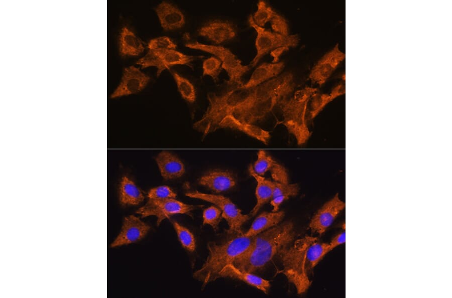 Immunofluorescence - Anti-AVPR1A/V1aR Antibody (A10419) - Antibodies.com